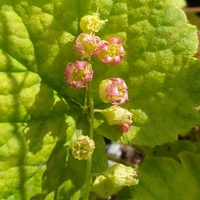 Tellima grandiflora 'Purpurea'